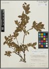 Foto von Salix alpina Scop. x Salix silesiaca Willd.